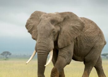 नडाहामा जंगली हात्तीको आक्रमणबाट दुई जना घाइते